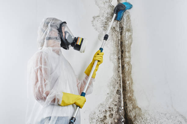 Best Mold Removal Near Me  in Ingram, TX