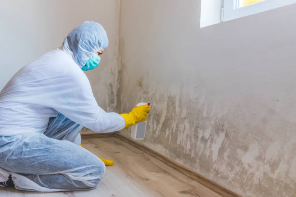 Best Certified Mold Removal  in Ingram, TX