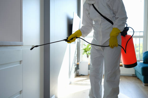 Best Residential Mold Removal  in Ingram, TX