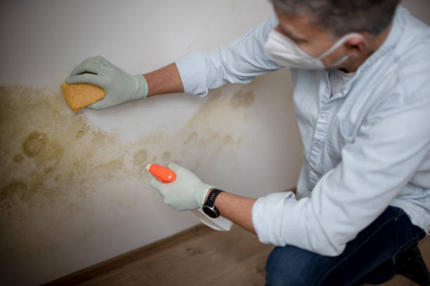 Trusted Ingram, TX Mold Removal Experts