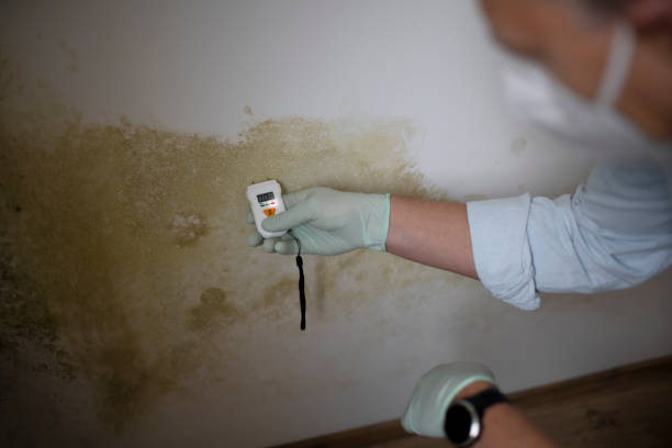 Best Home Mold Removal  in Ingram, TX