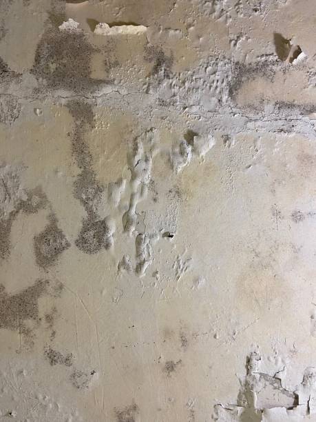 Best Black Mold Removal  in Ingram, TX