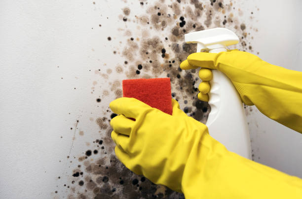 Best Same-Day Mold Removal  in Ingram, TX