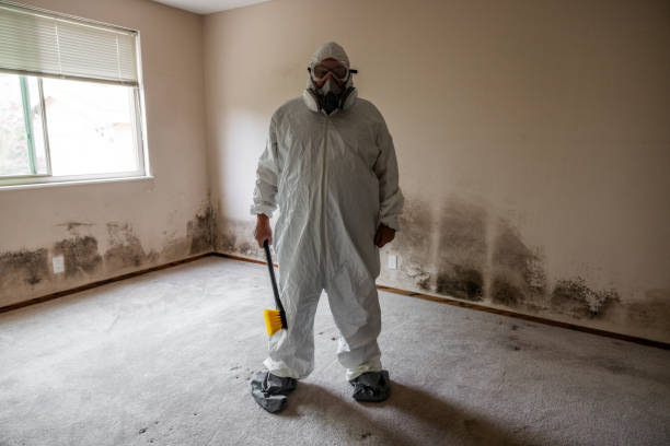 Attic Mold Removal in Ingram, TX