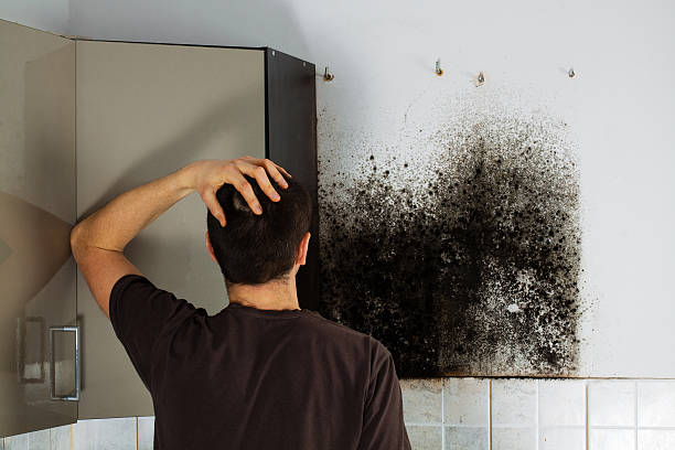 Best Commercial Mold Removal  in Ingram, TX